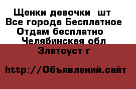 Щенки девочки 4шт - Все города Бесплатное » Отдам бесплатно   . Челябинская обл.,Златоуст г.